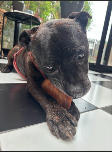 RebelBites ( para medianos/ grandes )