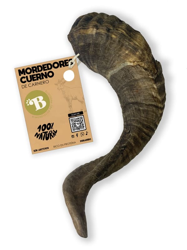 Stuffed ram's horn